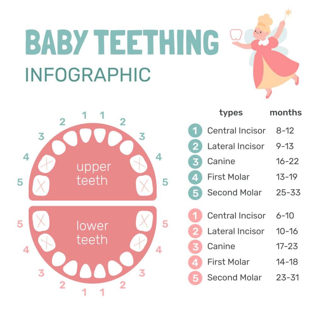 Wonders Of Baby Teeth A Guide For Parents Kangaroo Smiles